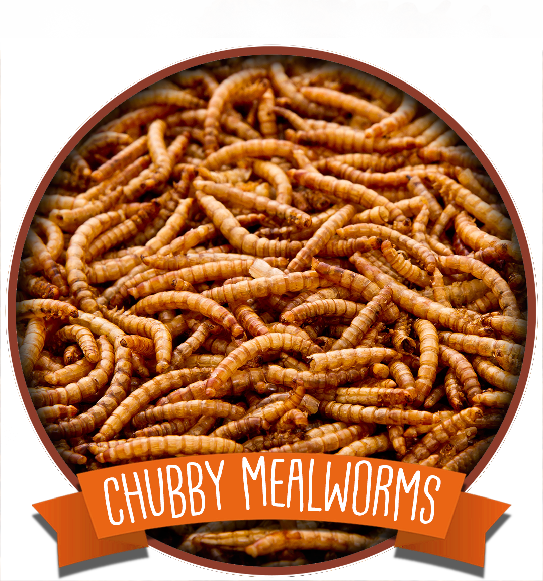 Dried Mealworms Chubby Mealworms US Wholesale