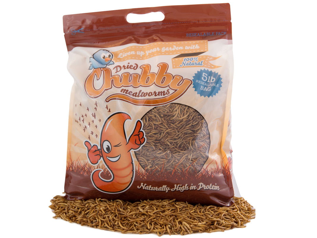 Dried Mealworms – Chubby Mealworms US Wholesale
